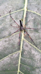 Nephila