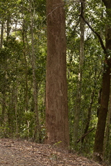 Eucalyptus campanulata