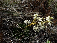 Aciphylla lecomtei