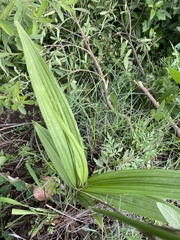 Eulophia streptopetala