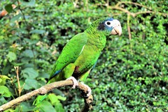 Amazona ventralis