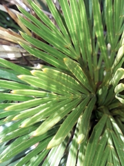 Aciphylla lecomtei