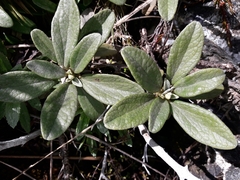 Brachyglottis revoluta