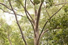 Eucalyptus campanulata