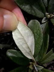 Brachyglottis revoluta