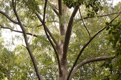 Eucalyptus campanulata