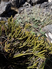 Veronica hectorii demissa