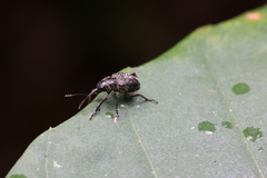 Rhynchitinae