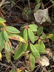 Rhododendron groenlandicum