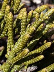 Veronica hectorii demissa