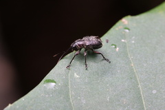 Rhynchitinae