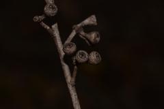 Eucalyptus campanulata