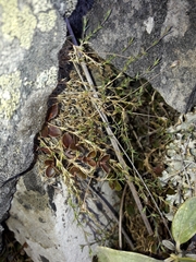 Stellaria gracilenta