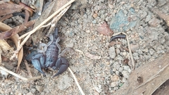Hormurus