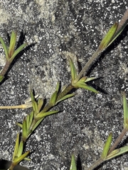 Stellaria gracilenta
