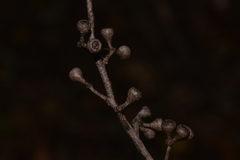 Eucalyptus campanulata