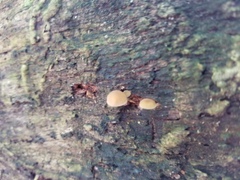 Simocybe serrulata