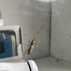 Olenecamptus bilobus