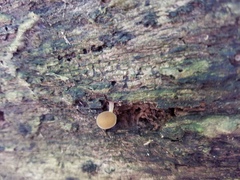 Simocybe serrulata