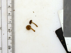 Simocybe serrulata