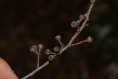 Eucalyptus campanulata