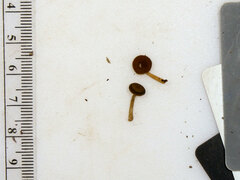 Simocybe serrulata