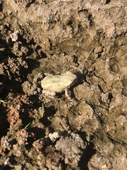 Hyla versicolor