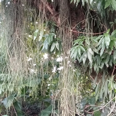 Rhipsalis baccifera