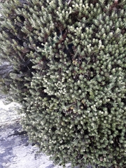 Celmisia ramulosa tuberculata