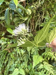 Eupatorium tashiroi
