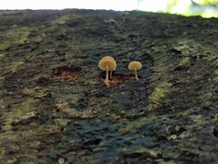Simocybe serrulata