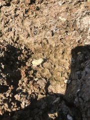 Hyla versicolor