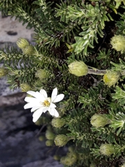 Celmisia ramulosa tuberculata