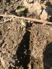 Hyla versicolor