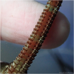 Ophioderma panamense