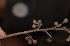 Eucalyptus campanulata