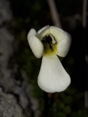 Ourisia caespitosa