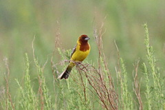 Emberiza bruniceps