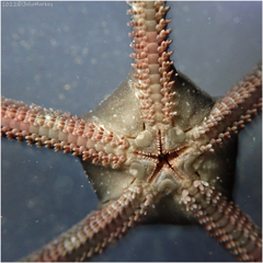 Ophioderma panamense