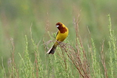 Emberiza bruniceps