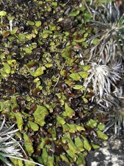 Notogrammitis crassior