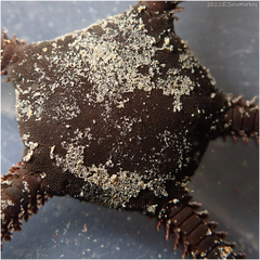 Ophioderma panamense