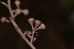 Eucalyptus campanulata