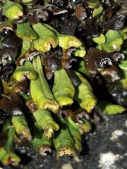 Notogrammitis crassior