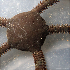 Ophioderma panamense