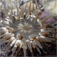 Anthopleura mariae