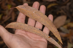 Eucalyptus campanulata
