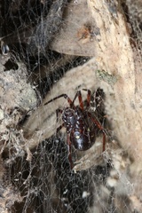 Steatoda