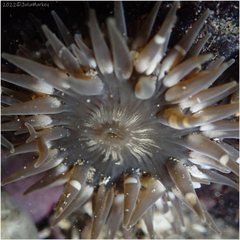 Anthopleura mariae