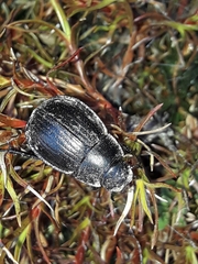 Scythrodes squalidus